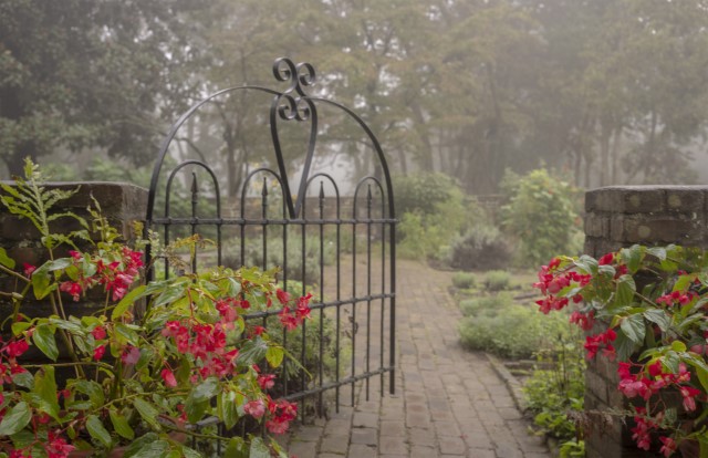 Image of Foggy Morning in Waveland Garden by Tom Banahan from 